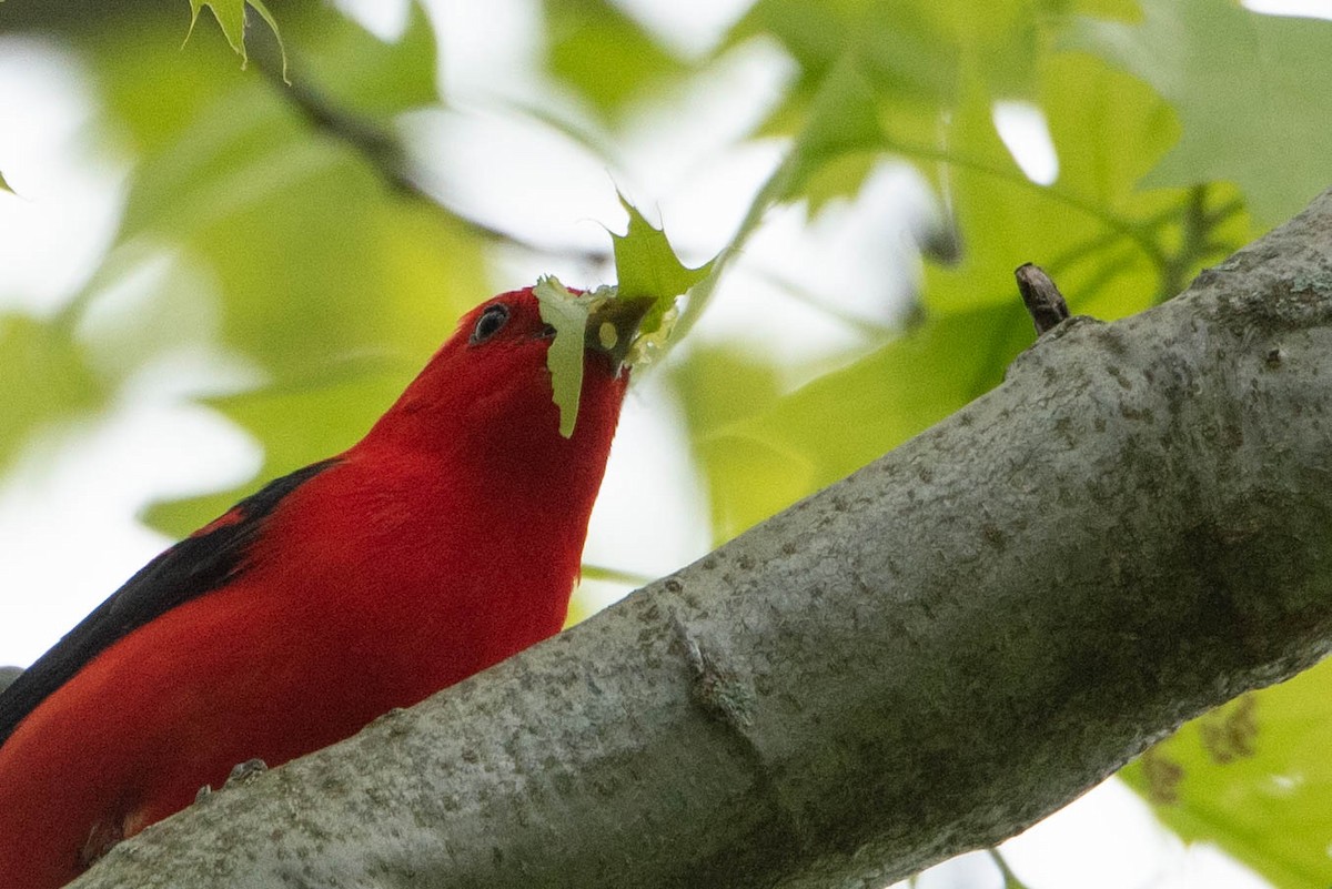 Scarlet Tanager - ML619686323