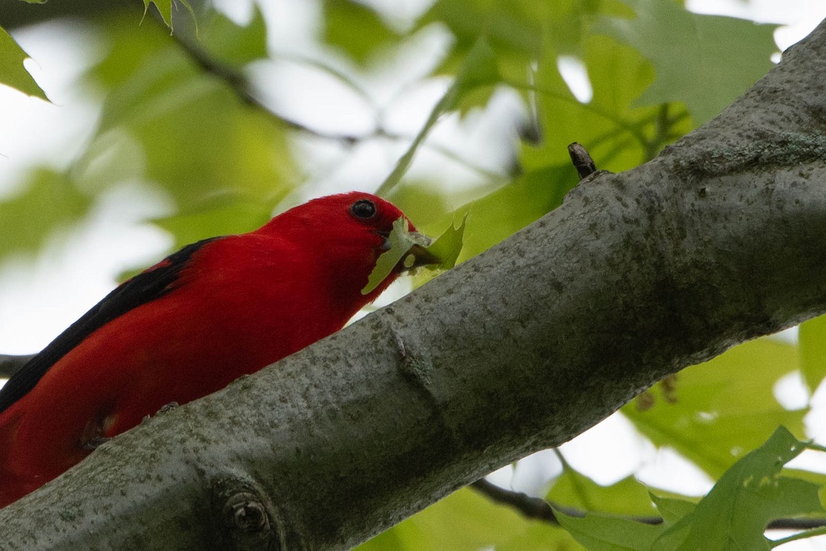 Scarlet Tanager - ML619686324