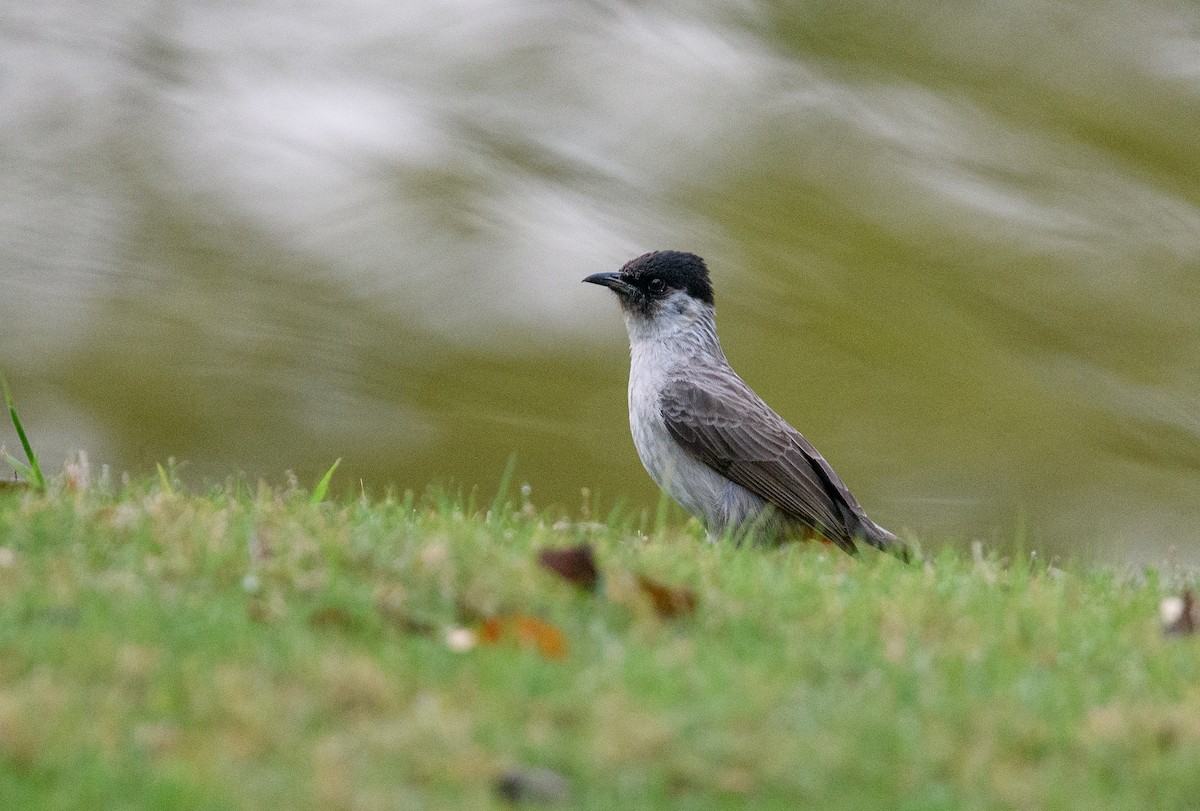 Sooty-headed Bulbul - ML619686347