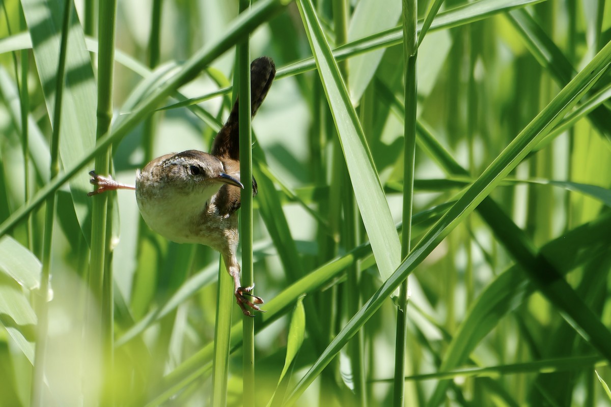 Marsh Wren (palustris Group) - ML619686360