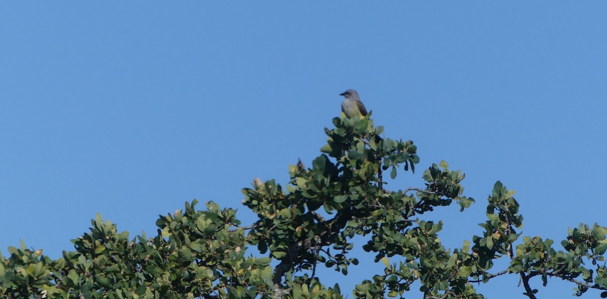 Western Kingbird - ML619686379