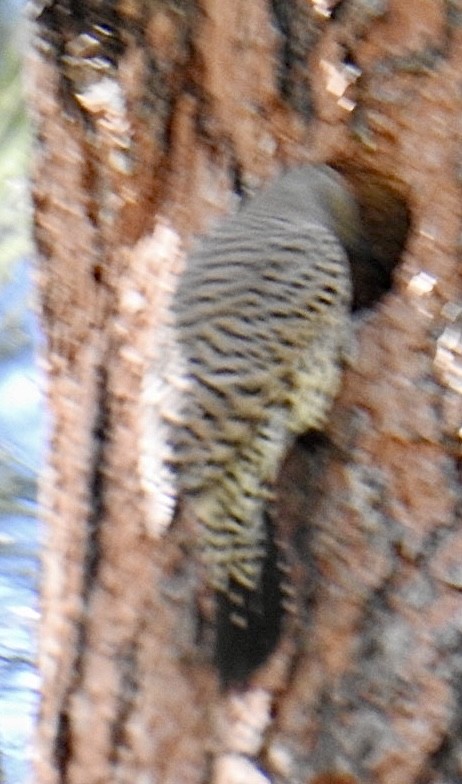 Northern Flicker (Red-shafted) - ML619686387