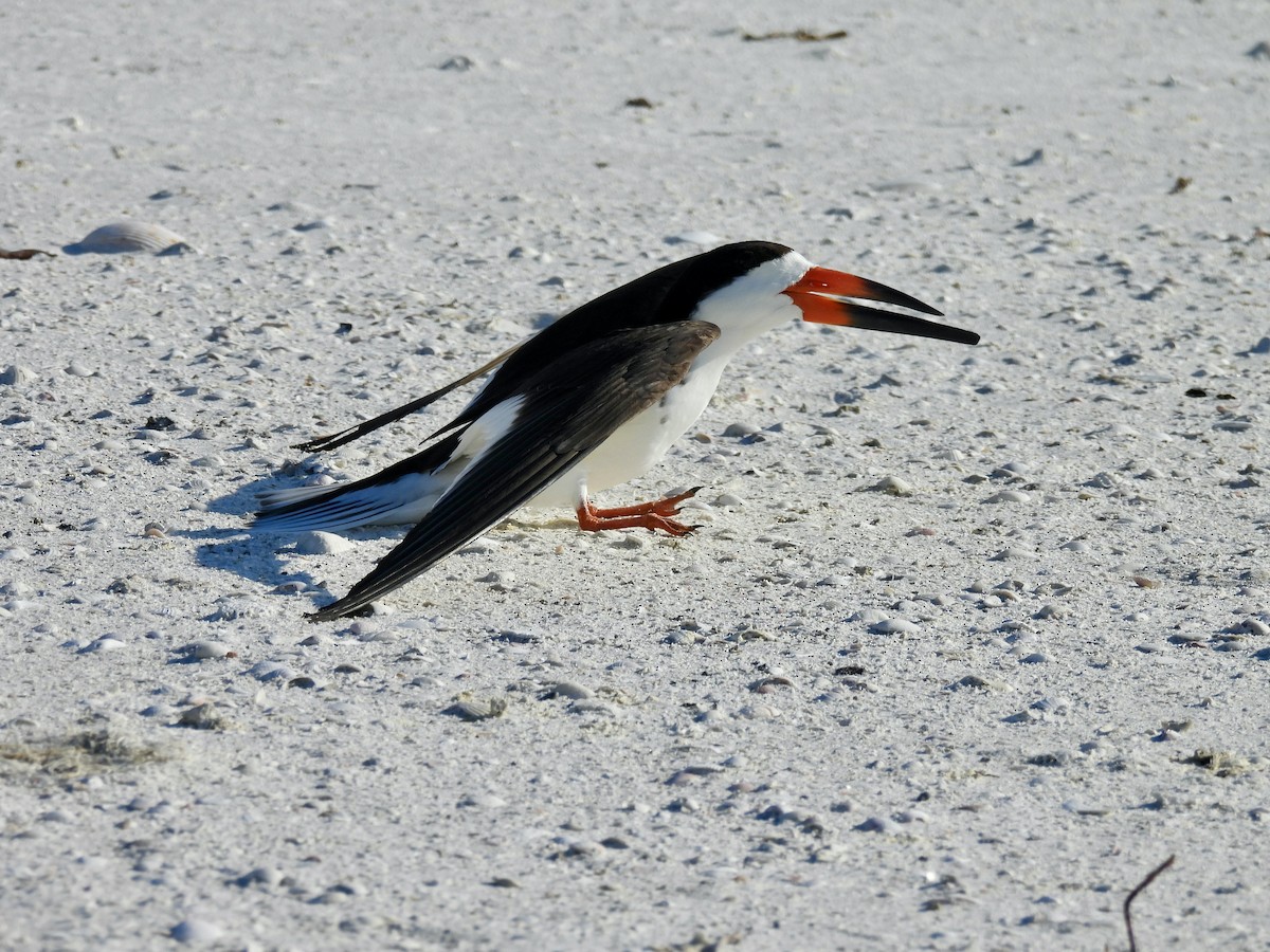 Black Skimmer - ML619686406