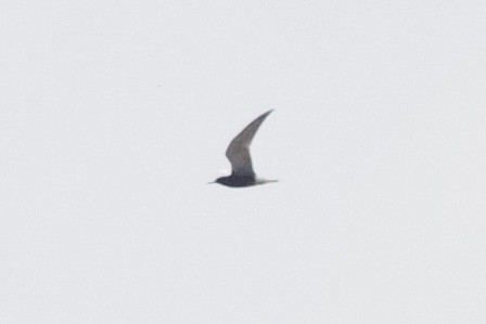 Black Tern - ML619686468