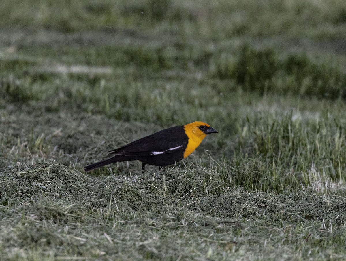 Yellow-headed Blackbird - ML619686470