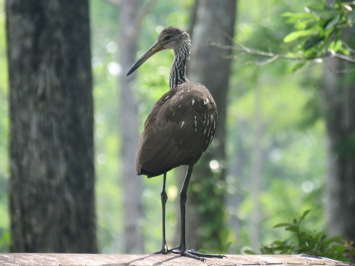 Limpkin - ML619686475