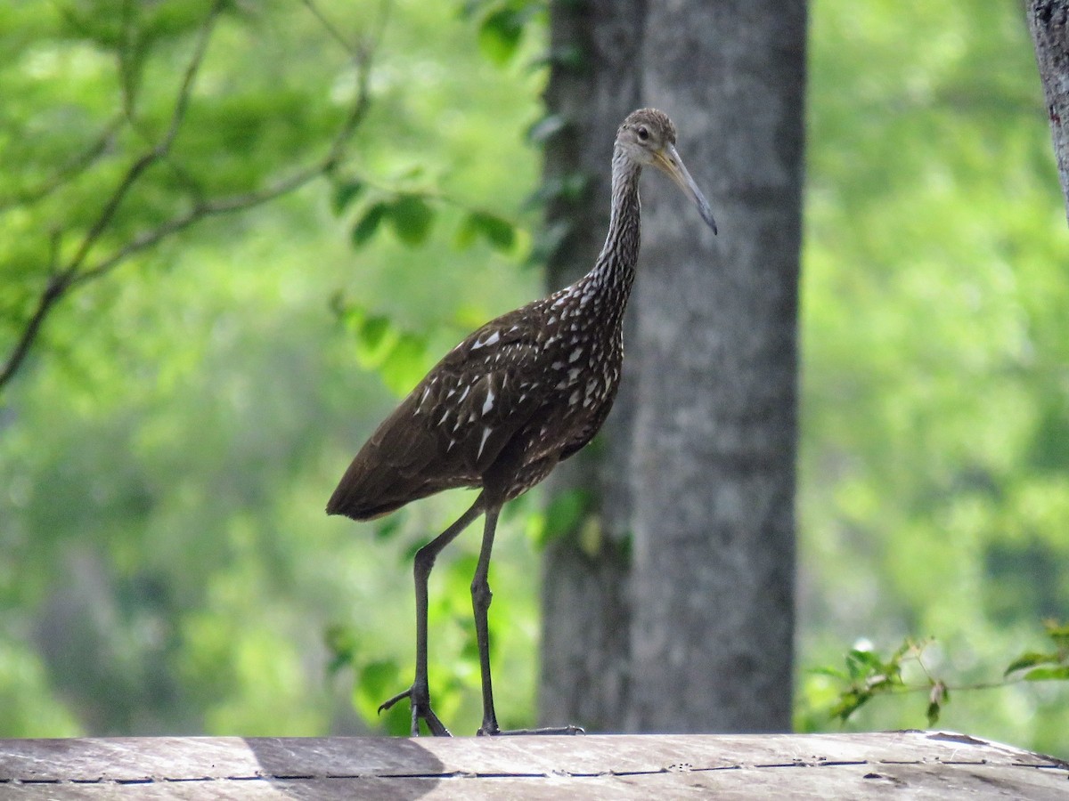 Limpkin - ML619686476