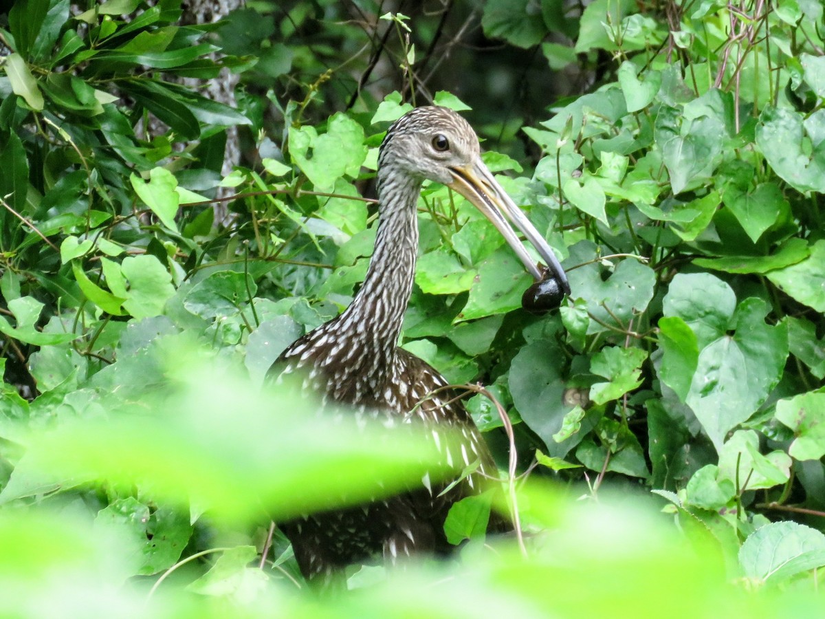 Limpkin - ML619686477