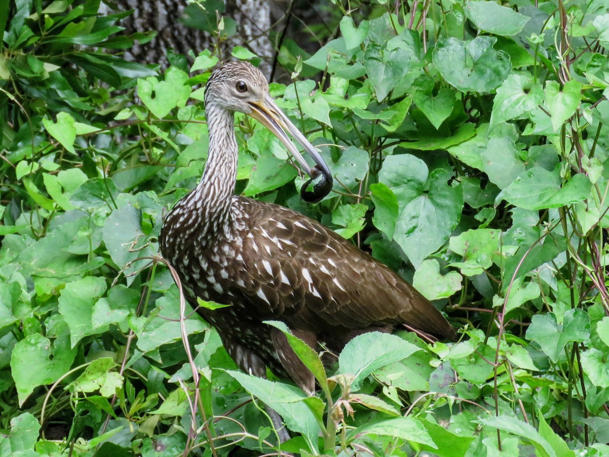 Limpkin - ML619686478