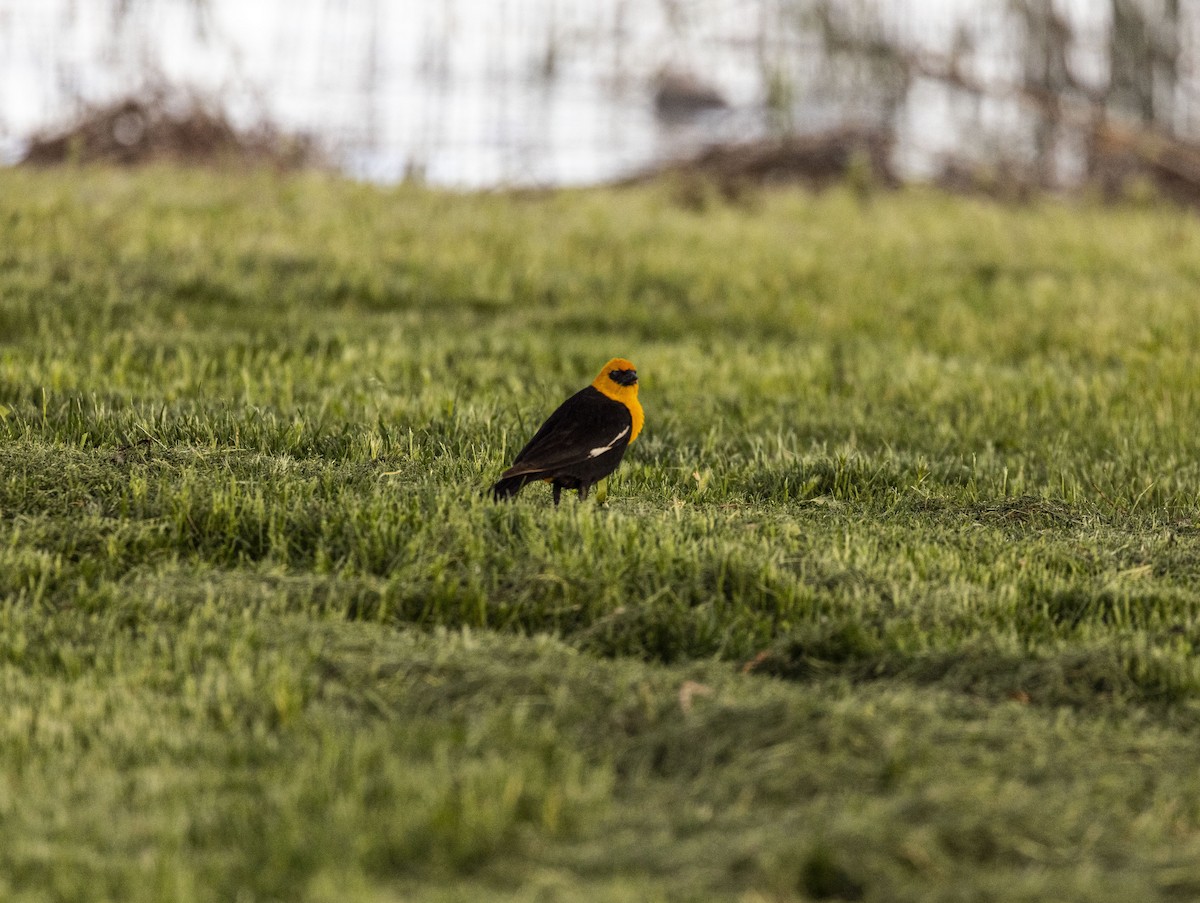 Yellow-headed Blackbird - ML619686479
