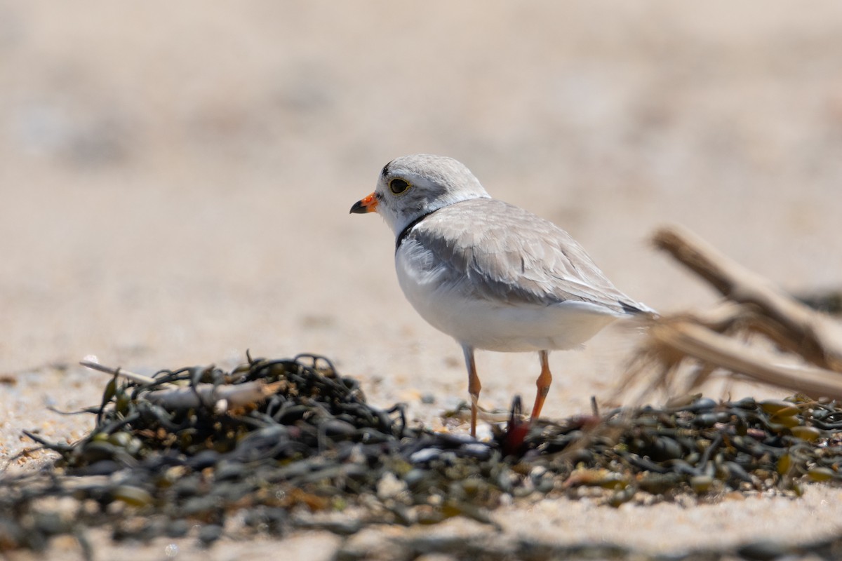 Piping Plover - ML619686480