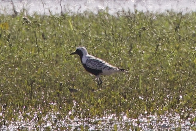 Black-bellied Plover - ML619686482