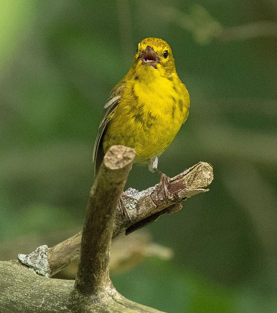 Pine Warbler - ML619686497