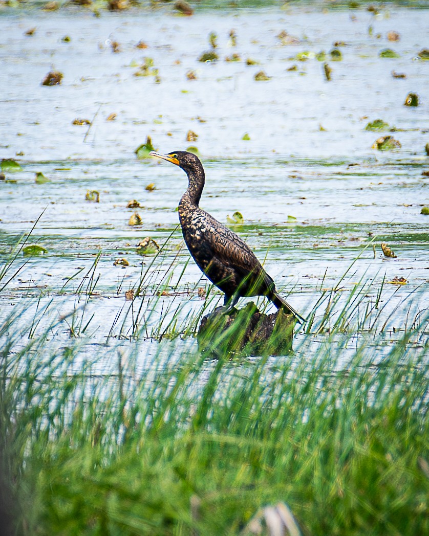 Cormoran à aigrettes - ML619686520