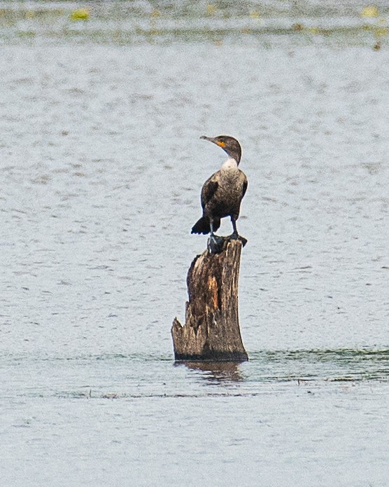 Double-crested Cormorant - Martin Tremblay