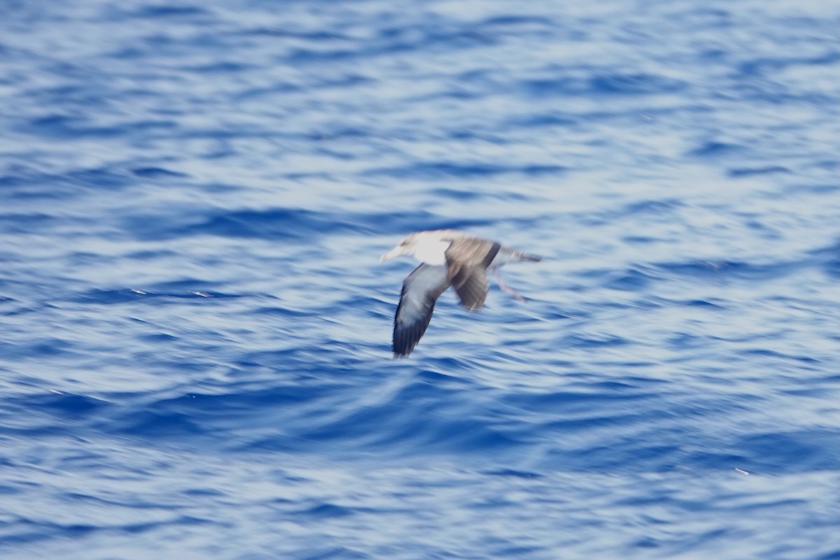 Cory's Shearwater - ML619686550