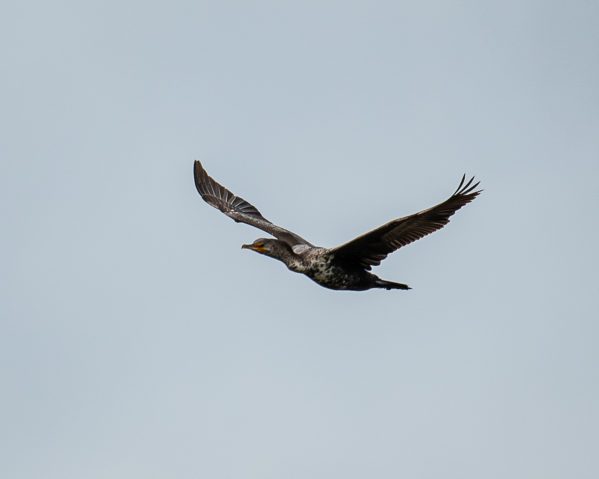 Double-crested Cormorant - ML619686558