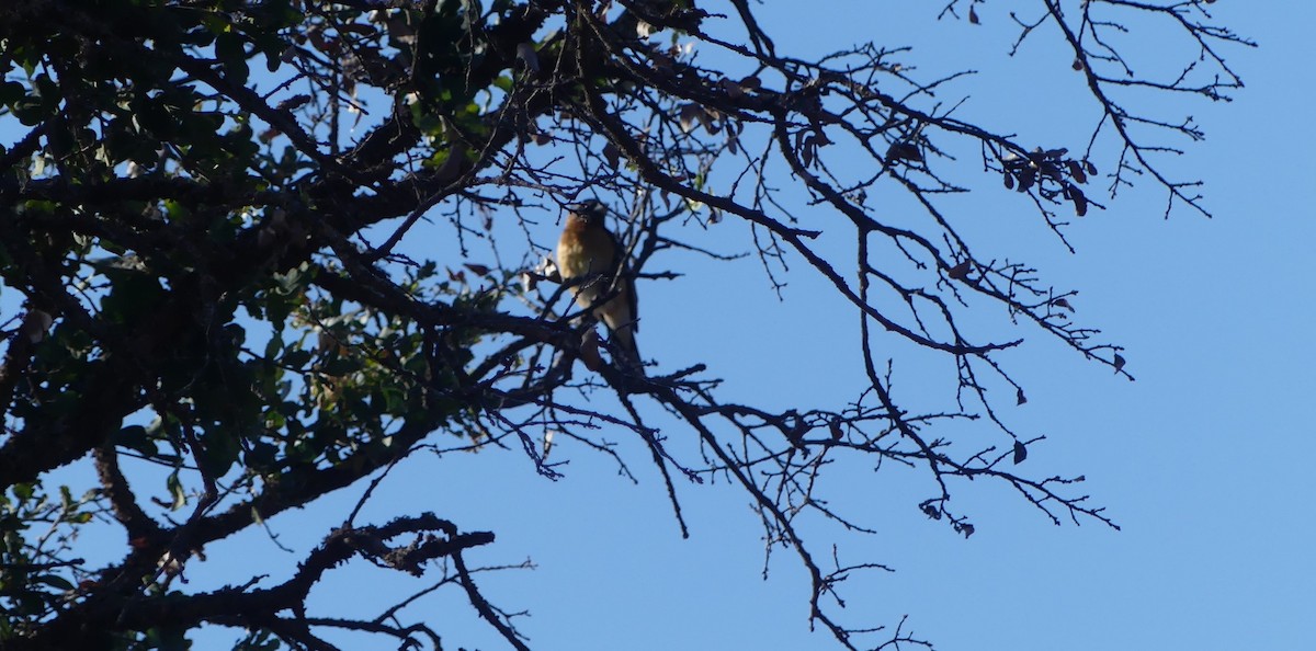 Black-headed Grosbeak - Lori Markoff