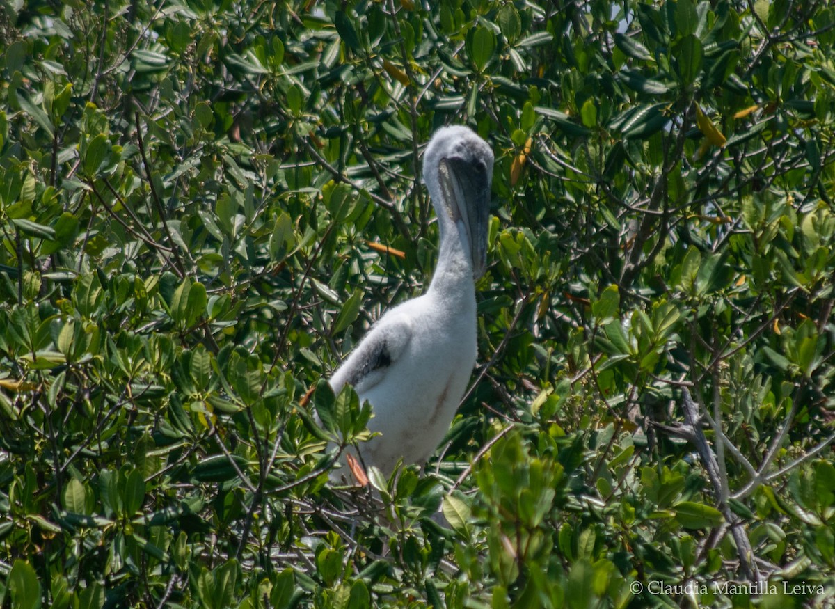 Brown Pelican - ML619686575