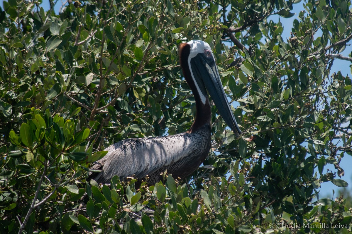 Brown Pelican - ML619686576