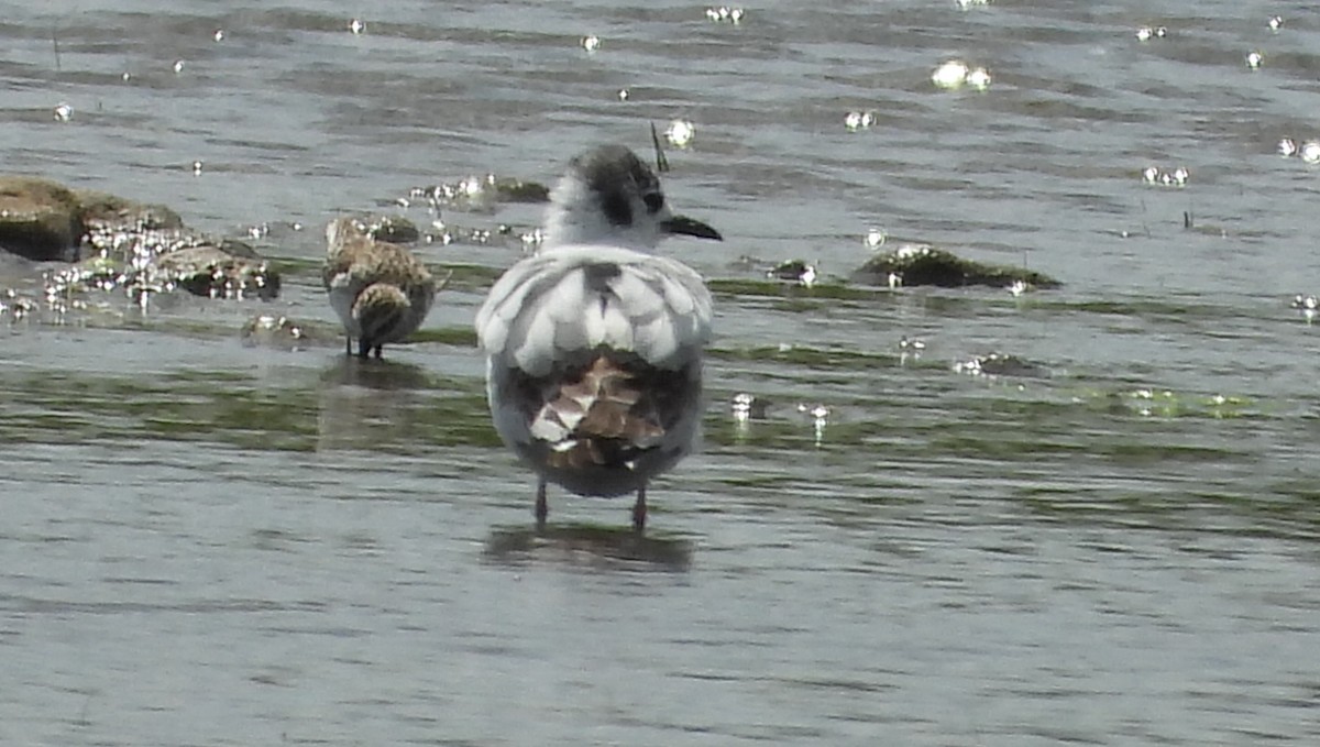 Bonaparte's Gull - ML619686577