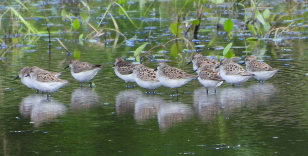 Semipalmated Sandpiper - ML619686593