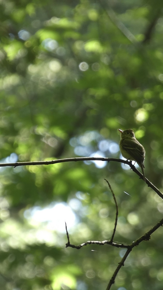 Western Flycatcher - ML619686597