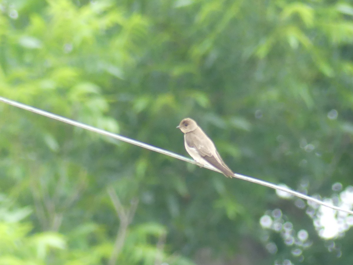 Golondrina Aserrada - ML619686605