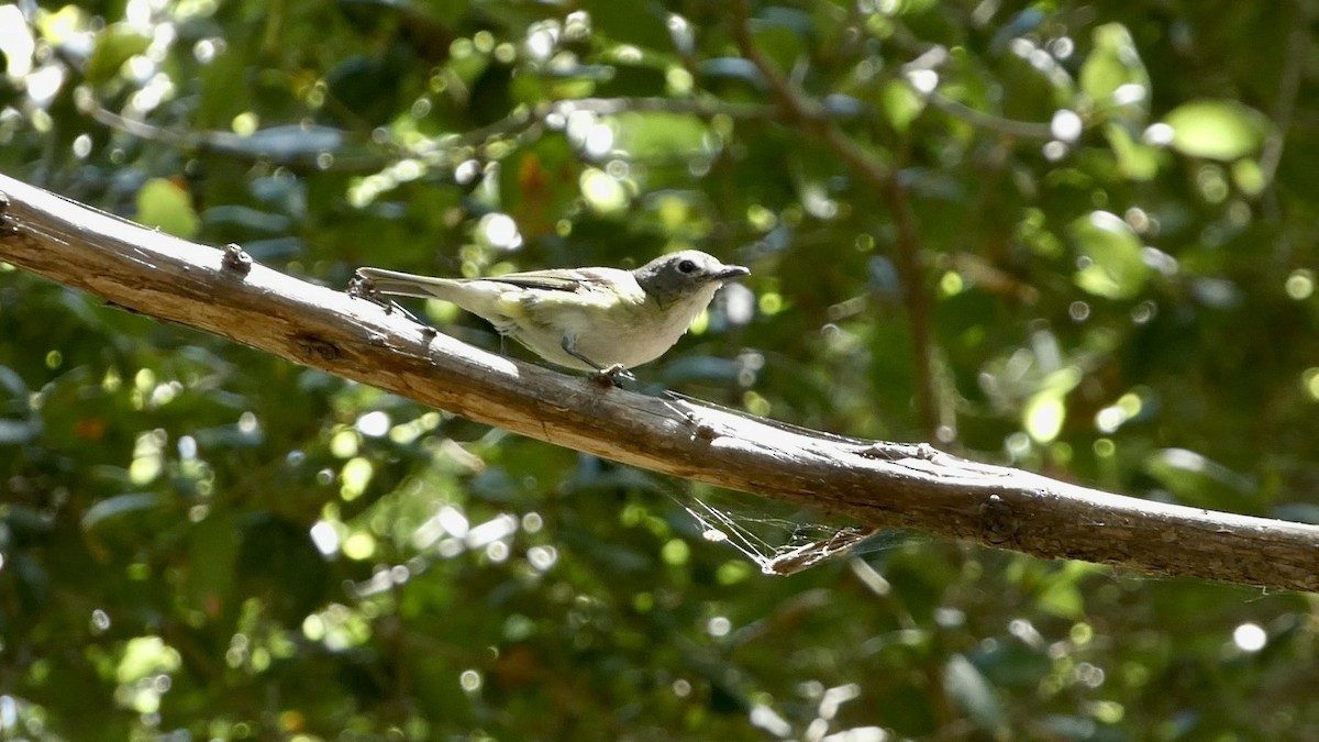 Vireo de Cassin - ML619686606