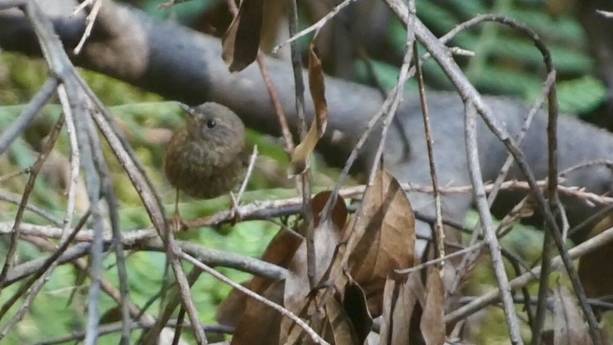 Pacific Wren - ML619686611