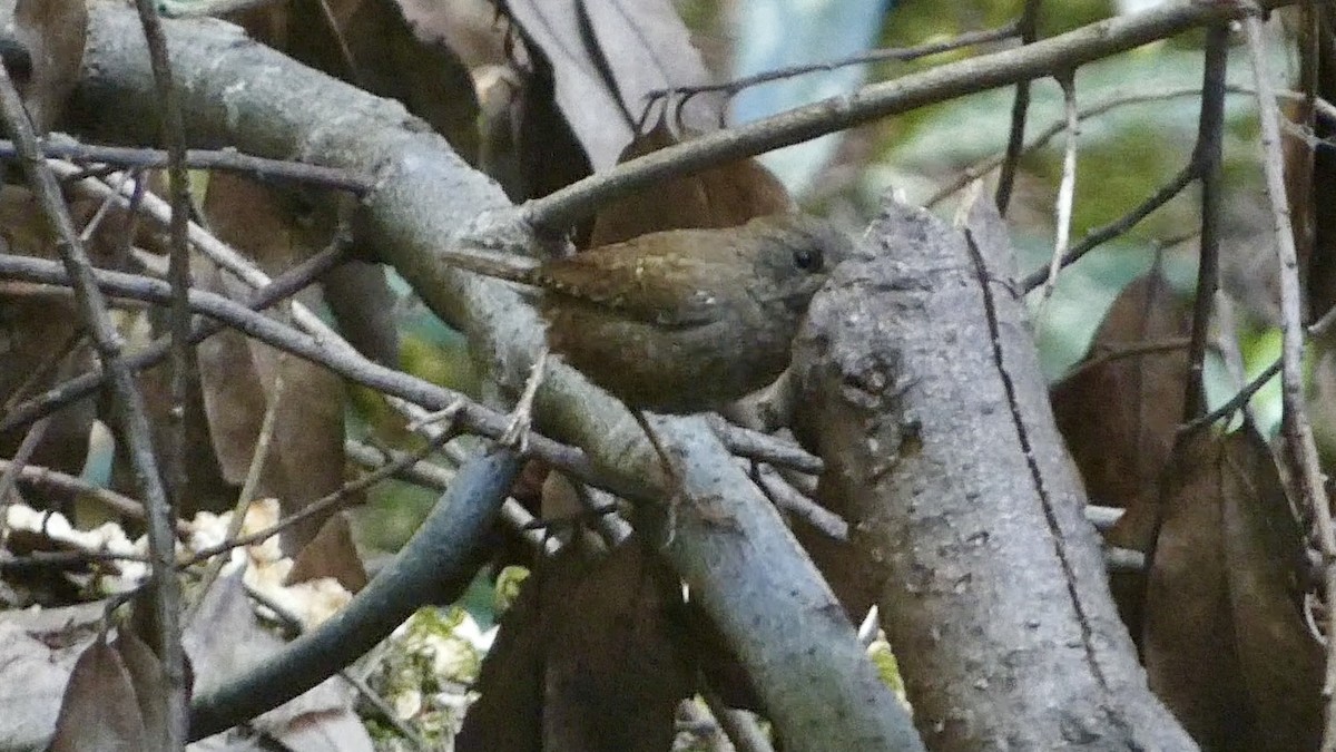 Pacific Wren - ML619686612