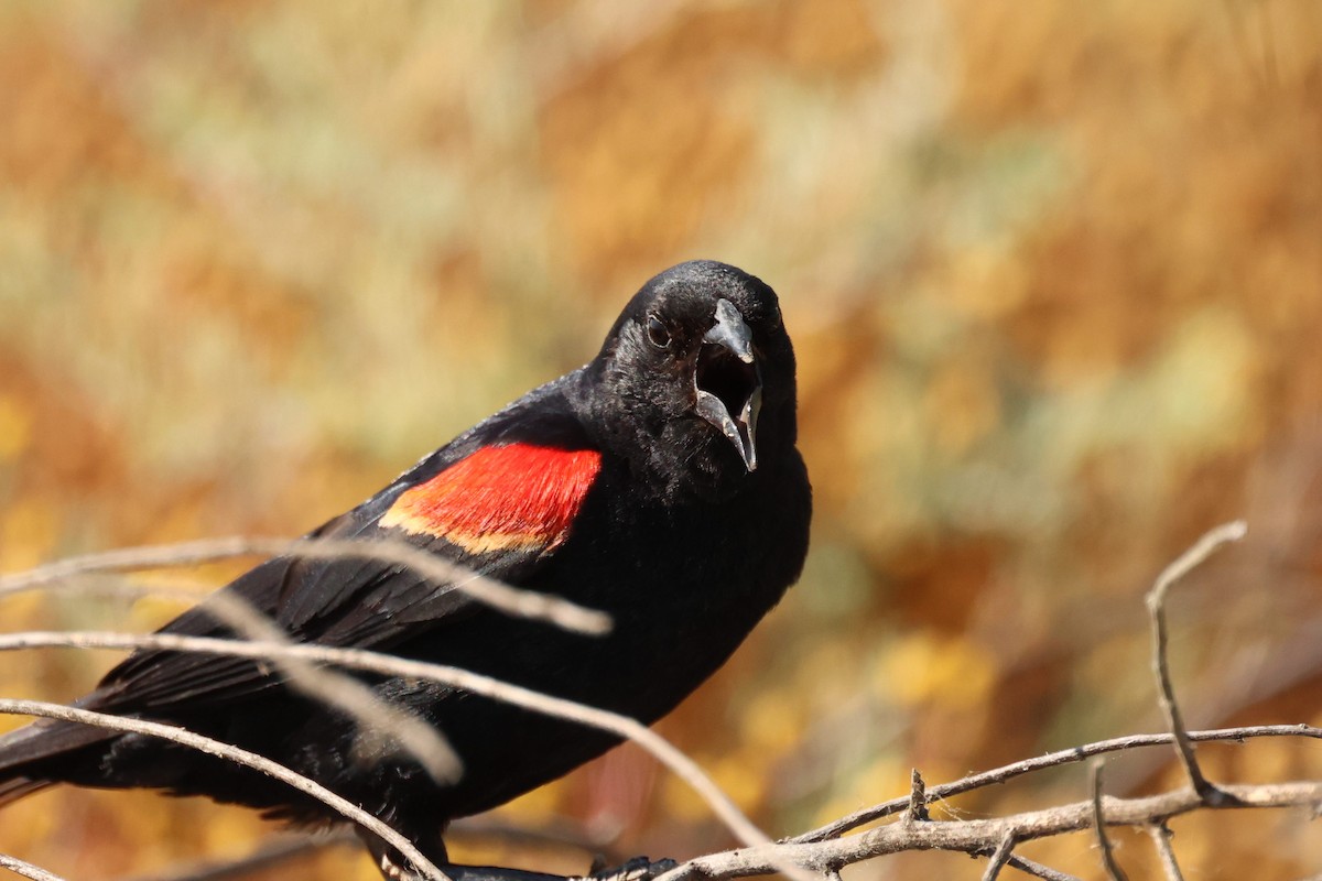 Red-winged Blackbird - ML619686615