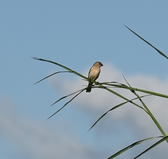 Blue-black Grassquit - ML619686628