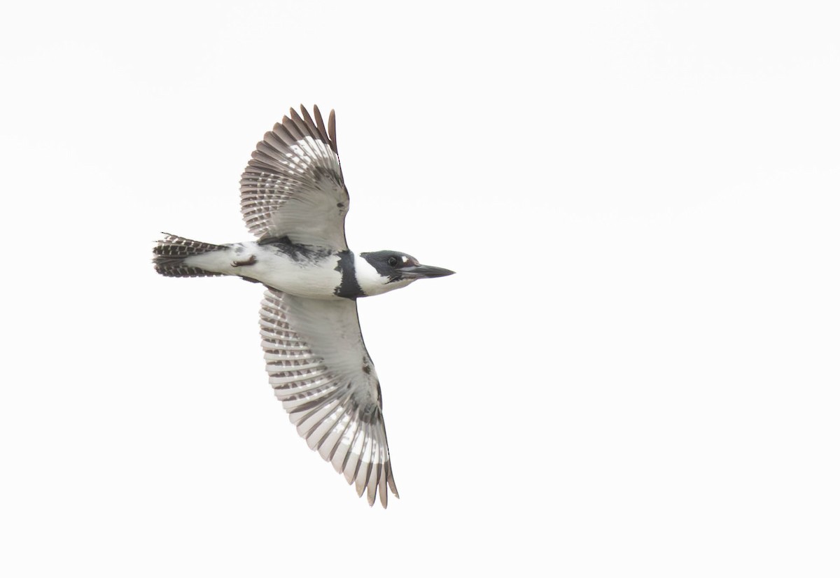 Belted Kingfisher - ML619686632