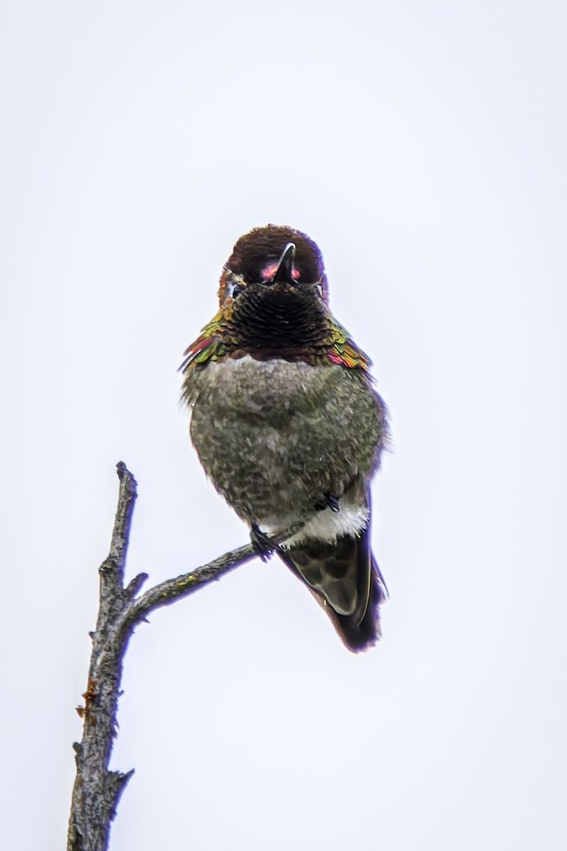 rødmaskekolibri - ML619686634