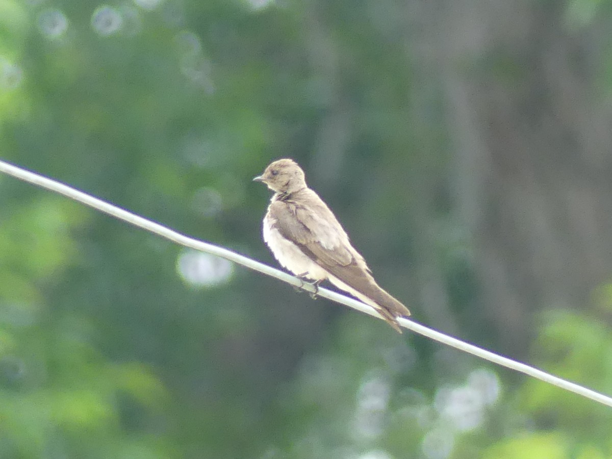 Northern Rough-winged Swallow - ML619686643