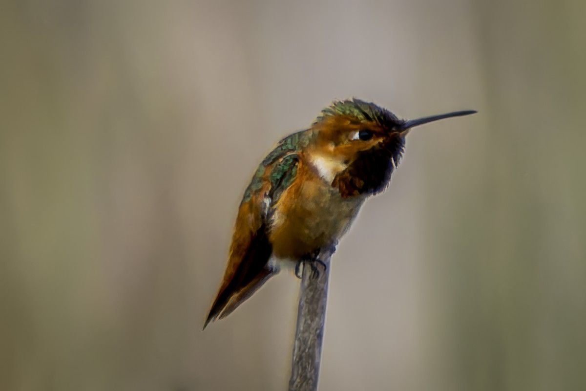 Allen's Hummingbird - ML619686647