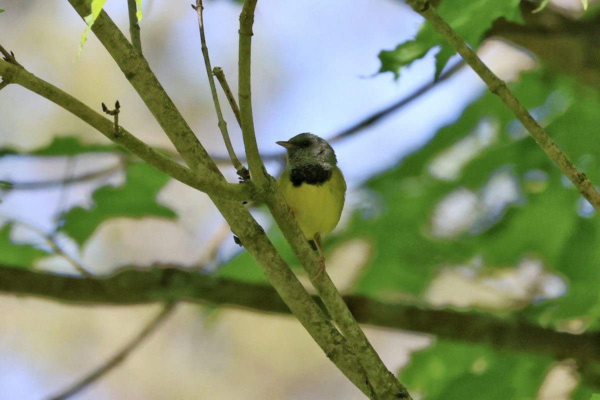 Mourning Warbler - ML619686678