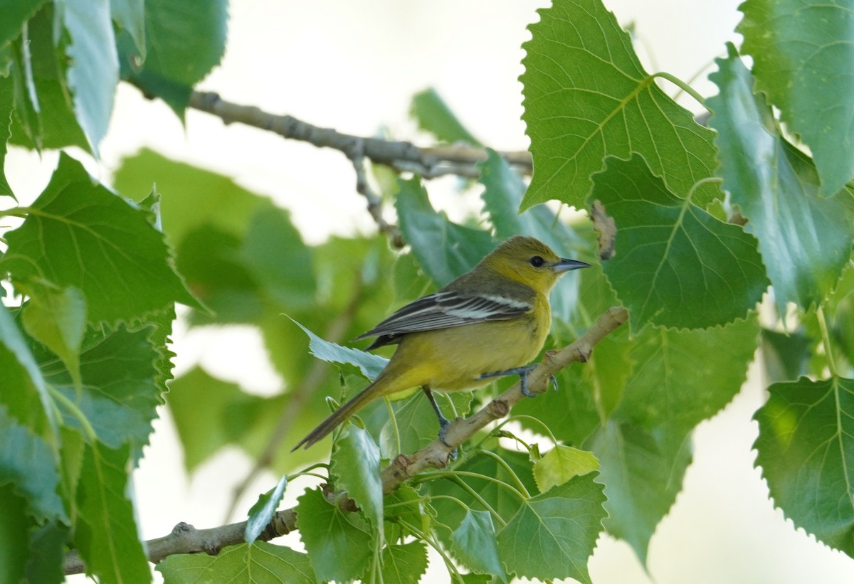 Orchard Oriole - ML619686705