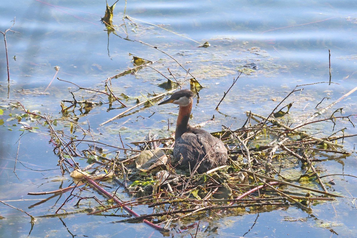 Red-necked Grebe - ML619686712