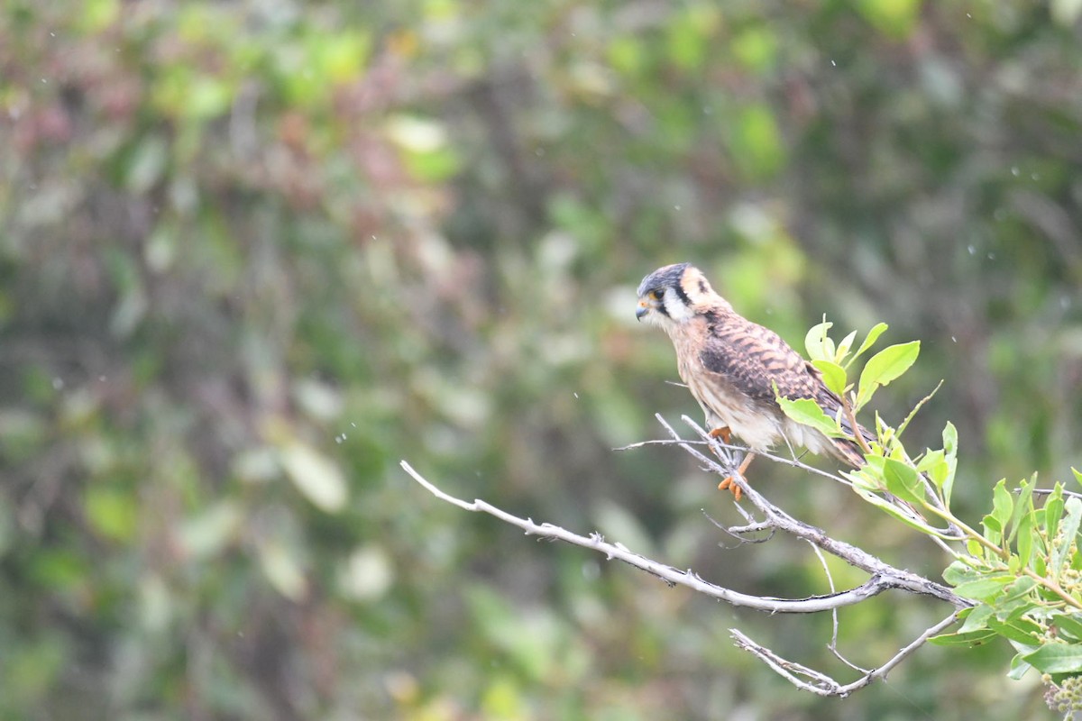 American Kestrel - ML619686714