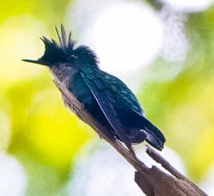 kolibřík chocholatý - ML619686716