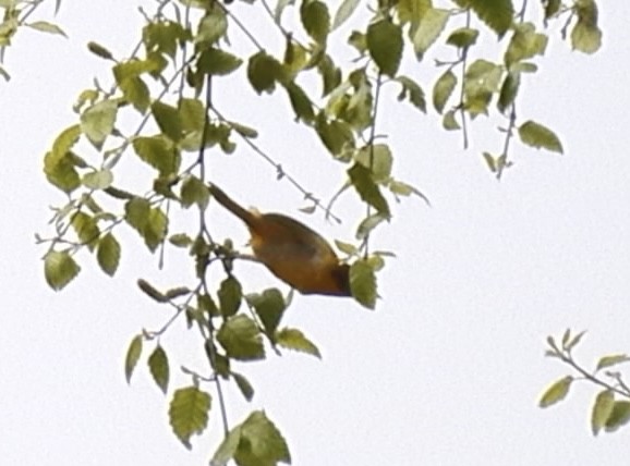 Orchard Oriole - ML619686724