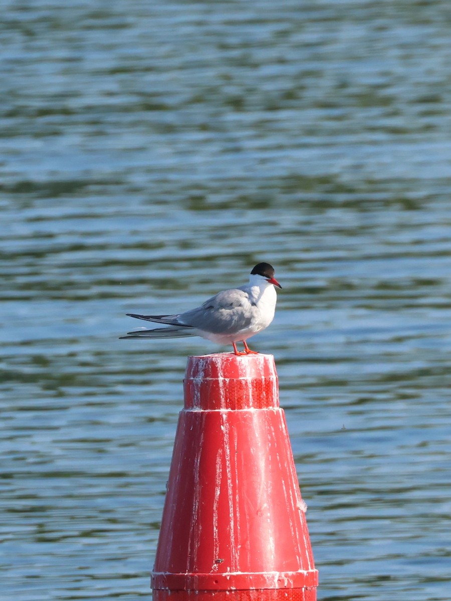 Common Tern - Garth V. Riley