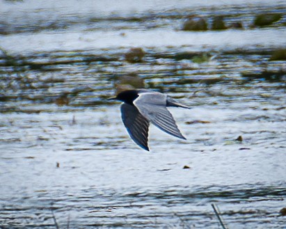 Black Tern - ML619686732