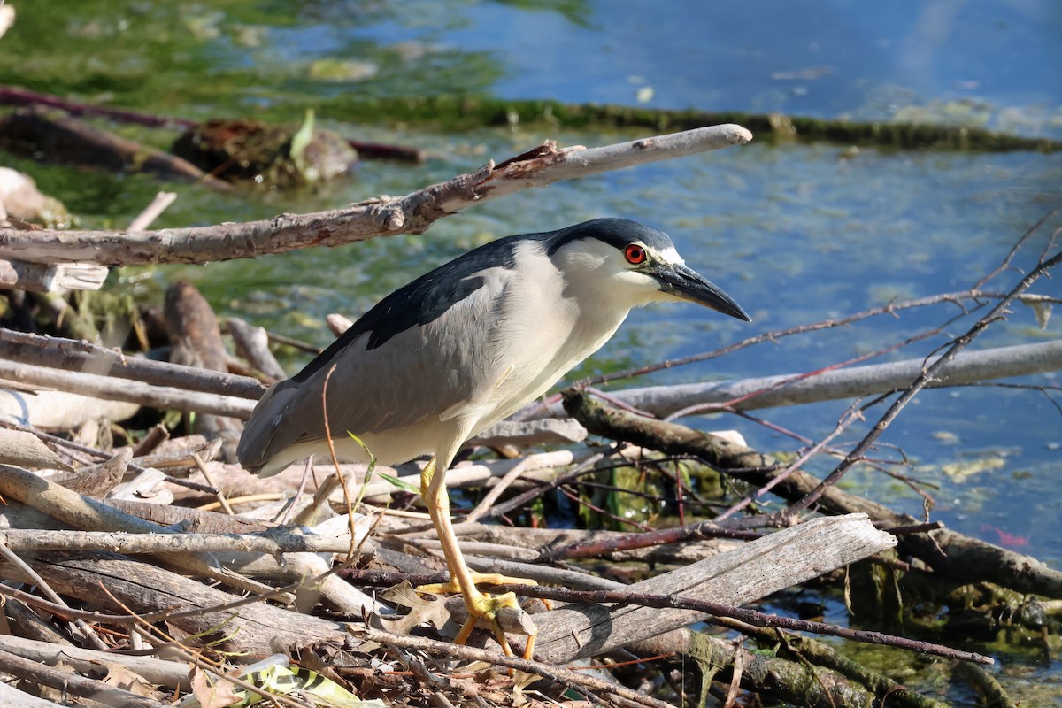 Black-crowned Night Heron - ML619686744