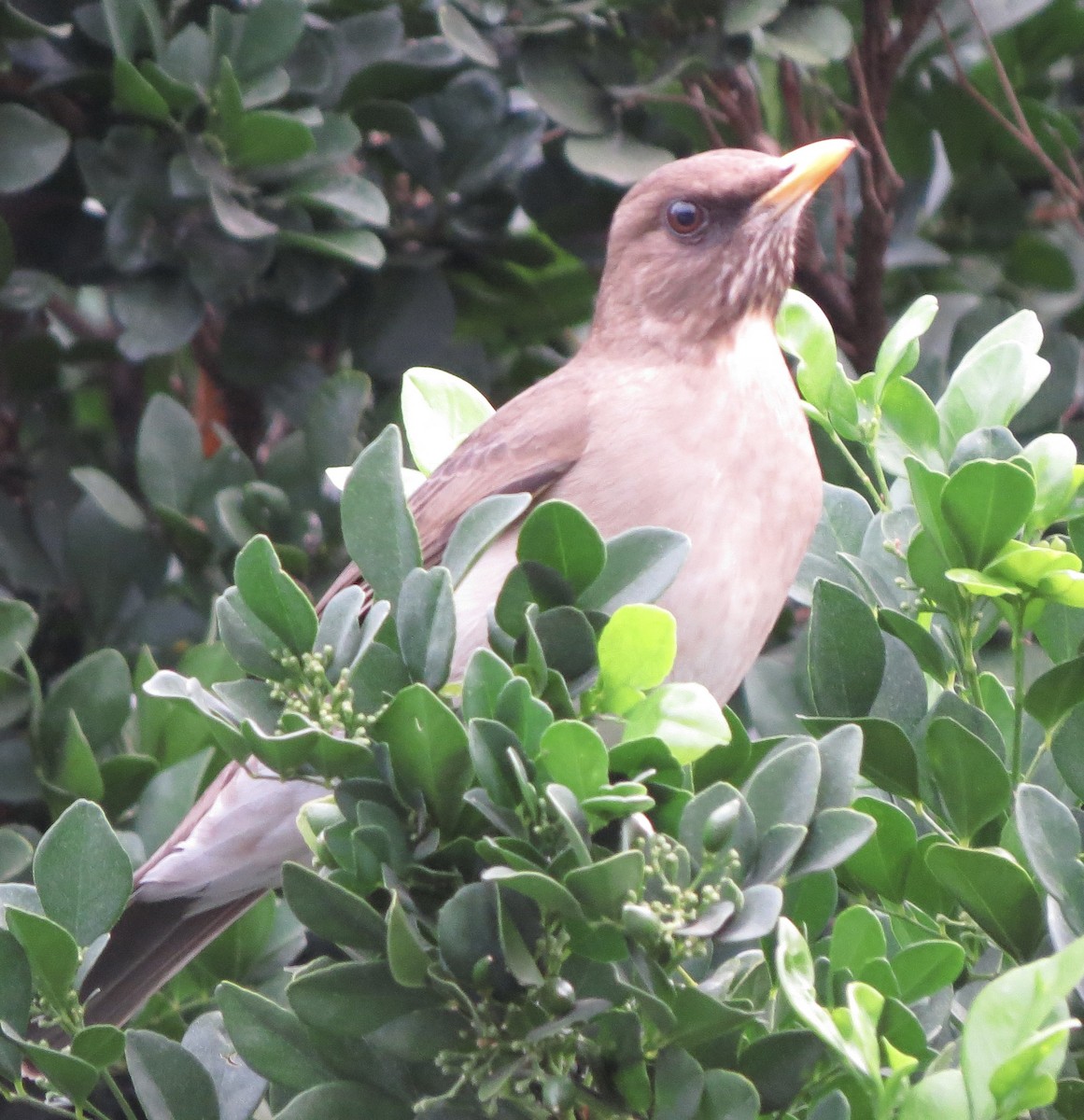 Creamy-bellied Thrush - ML619686775