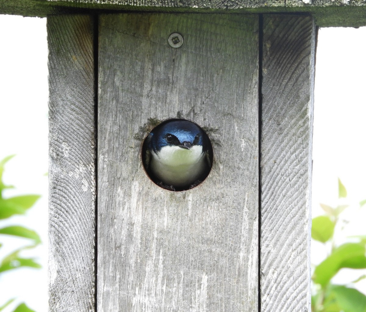 Golondrina Bicolor - ML619686791