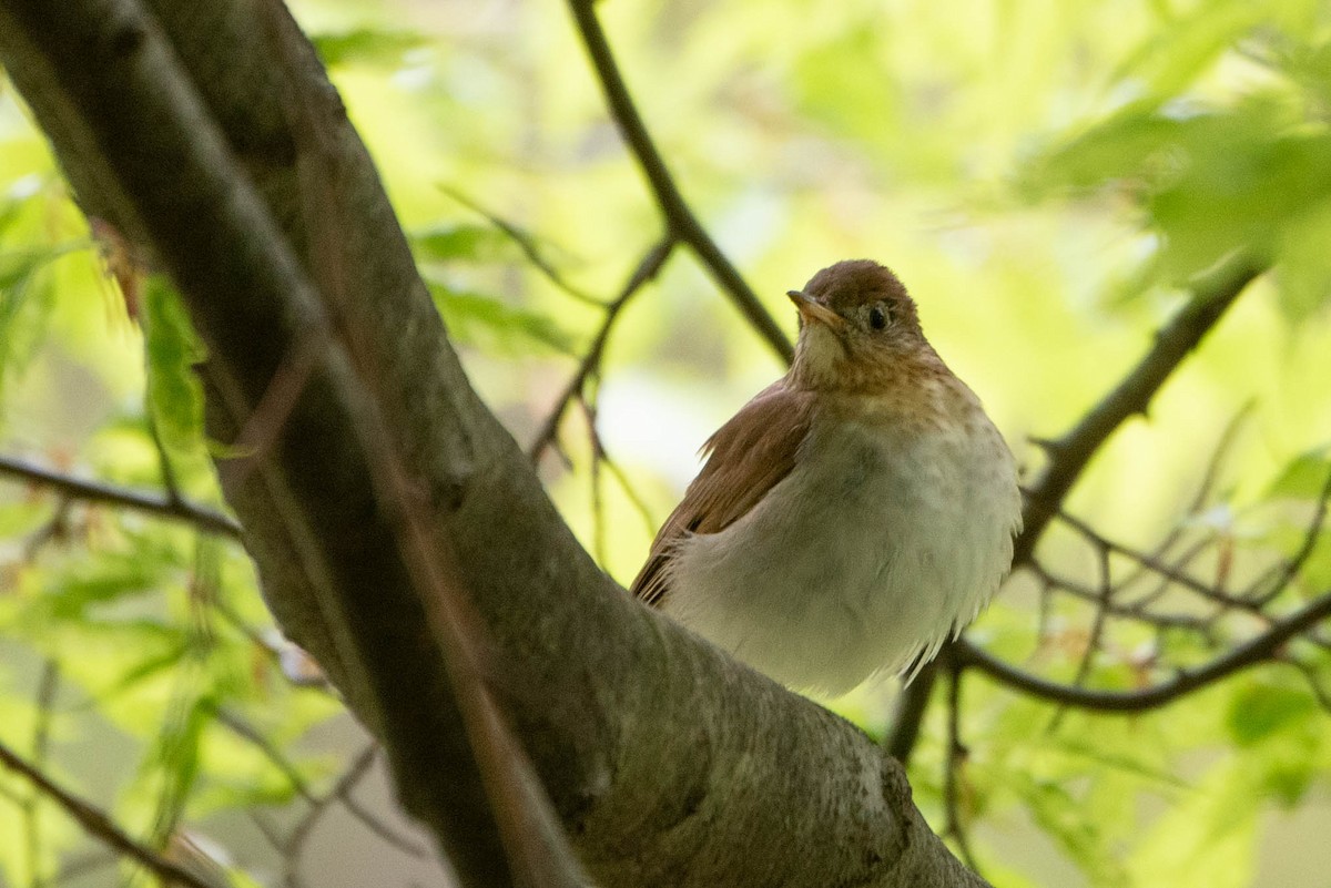 Veery - ML619686792