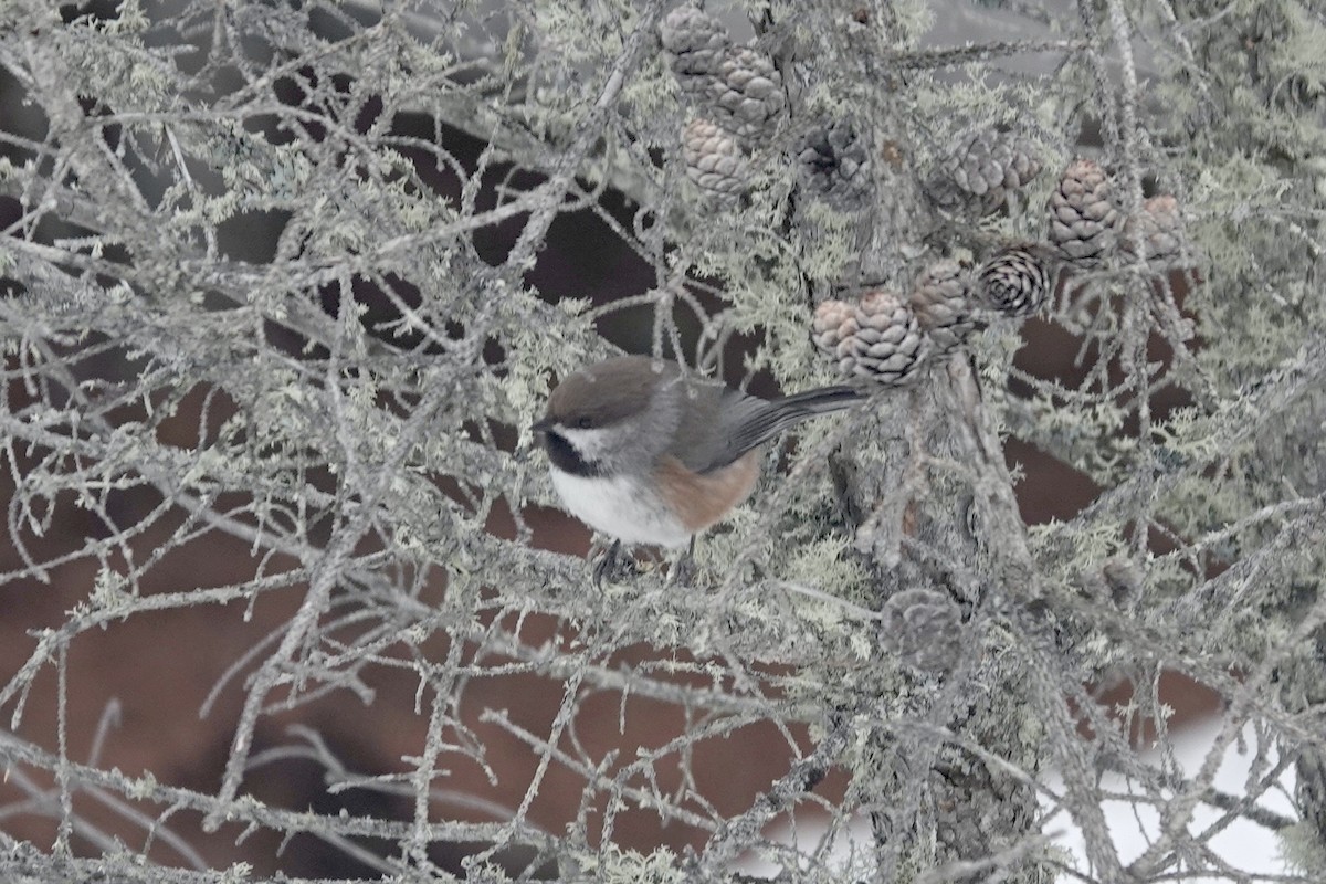 Boreal Chickadee - ML619686801